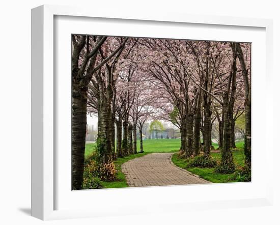 Cherry Blossom Path-Chuck Burdick-Framed Photographic Print