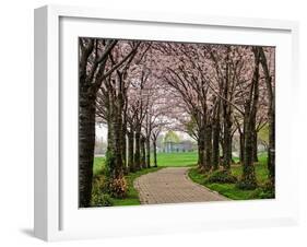 Cherry Blossom Path-Chuck Burdick-Framed Photographic Print