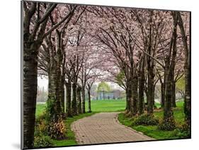 Cherry Blossom Path-Chuck Burdick-Mounted Photographic Print