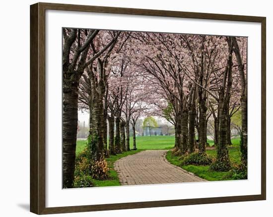 Cherry Blossom Path-Chuck Burdick-Framed Photographic Print