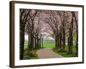 Cherry Blossom Path-Chuck Burdick-Framed Photographic Print