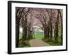Cherry Blossom Path-Chuck Burdick-Framed Photographic Print