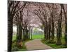 Cherry Blossom Path-Chuck Burdick-Mounted Photographic Print