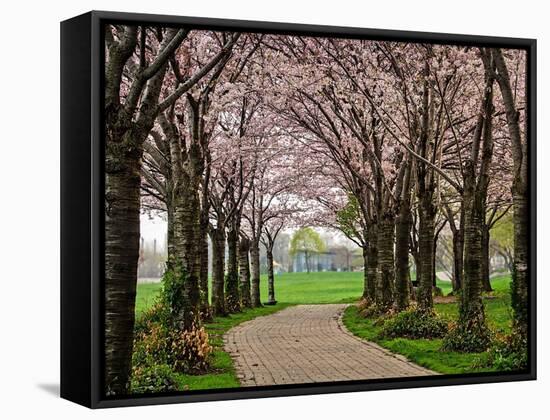 Cherry Blossom Path-Chuck Burdick-Framed Stretched Canvas