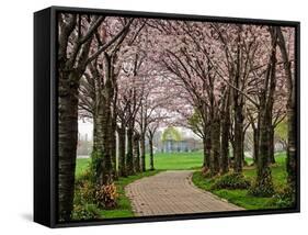 Cherry Blossom Path-Chuck Burdick-Framed Stretched Canvas