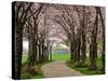 Cherry Blossom Path-Chuck Burdick-Stretched Canvas
