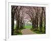 Cherry Blossom Path-Chuck Burdick-Framed Photographic Print