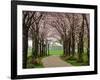 Cherry Blossom Path-Chuck Burdick-Framed Photographic Print