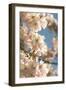 Cherry Blossom (Prunus 'Accolade')-Adrian Thomas-Framed Photographic Print