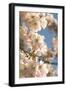 Cherry Blossom (Prunus 'Accolade')-Adrian Thomas-Framed Photographic Print