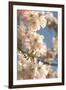 Cherry Blossom (Prunus 'Accolade')-Adrian Thomas-Framed Photographic Print