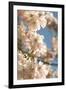 Cherry Blossom (Prunus 'Accolade')-Adrian Thomas-Framed Photographic Print