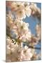 Cherry Blossom (Prunus 'Accolade')-Adrian Thomas-Mounted Photographic Print