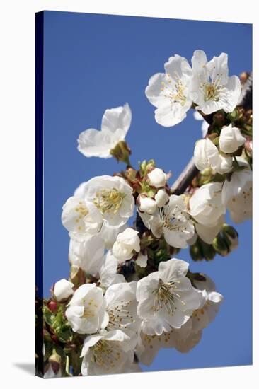 Cherry Blossom (Prunus Sp.)-Bjorn Svensson-Stretched Canvas