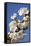 Cherry Blossom (Prunus Sp.)-Bjorn Svensson-Framed Stretched Canvas