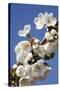 Cherry Blossom (Prunus Sp.)-Bjorn Svensson-Stretched Canvas