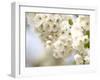 Cherry Blossom (Prunus Sp.)-Adrian Bicker-Framed Photographic Print