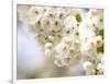 Cherry Blossom (Prunus Sp.)-Adrian Bicker-Framed Photographic Print