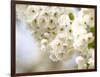 Cherry Blossom (Prunus Sp.)-Adrian Bicker-Framed Photographic Print