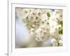 Cherry Blossom (Prunus Sp.)-Adrian Bicker-Framed Photographic Print