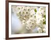 Cherry Blossom (Prunus Sp.)-Adrian Bicker-Framed Photographic Print