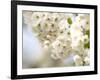 Cherry Blossom (Prunus Sp.)-Adrian Bicker-Framed Photographic Print