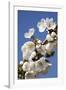 Cherry Blossom (Prunus Sp.)-Bjorn Svensson-Framed Photographic Print