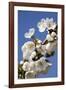 Cherry Blossom (Prunus Sp.)-Bjorn Svensson-Framed Photographic Print