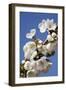 Cherry Blossom (Prunus Sp.)-Bjorn Svensson-Framed Photographic Print