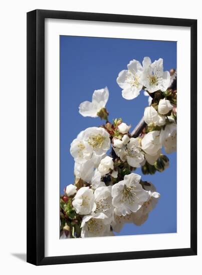 Cherry Blossom (Prunus Sp.)-Bjorn Svensson-Framed Photographic Print