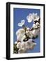 Cherry Blossom (Prunus Sp.)-Bjorn Svensson-Framed Photographic Print