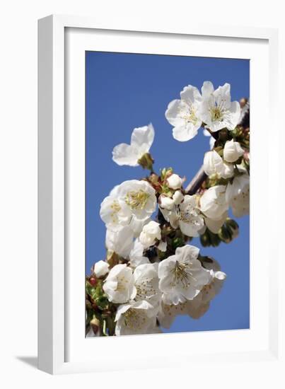 Cherry Blossom (Prunus Sp.)-Bjorn Svensson-Framed Photographic Print