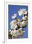 Cherry Blossom (Prunus Sp.)-Bjorn Svensson-Framed Photographic Print