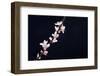 Cherry Blossom Sakura Isolated Black Background-crystalfoto-Framed Premium Photographic Print