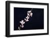 Cherry Blossom Sakura Isolated Black Background-crystalfoto-Framed Premium Photographic Print