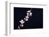 Cherry Blossom Sakura Isolated Black Background-crystalfoto-Framed Premium Photographic Print