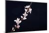 Cherry Blossom Sakura Isolated Black Background-crystalfoto-Mounted Premium Photographic Print
