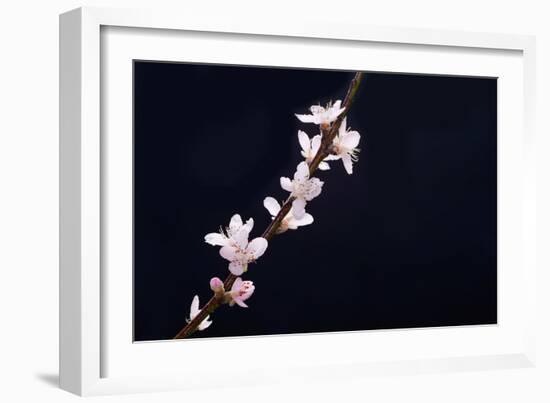 Cherry Blossom Sakura Isolated Black Background-crystalfoto-Framed Photographic Print