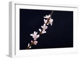 Cherry Blossom Sakura Isolated Black Background-crystalfoto-Framed Photographic Print