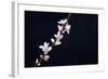 Cherry Blossom Sakura Isolated Black Background-crystalfoto-Framed Photographic Print