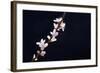 Cherry Blossom Sakura Isolated Black Background-crystalfoto-Framed Photographic Print