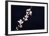 Cherry Blossom Sakura Isolated Black Background-crystalfoto-Framed Photographic Print