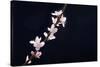 Cherry Blossom Sakura Isolated Black Background-crystalfoto-Stretched Canvas