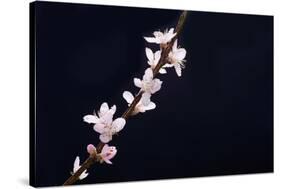 Cherry Blossom Sakura Isolated Black Background-crystalfoto-Stretched Canvas