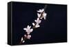 Cherry Blossom Sakura Isolated Black Background-crystalfoto-Framed Stretched Canvas