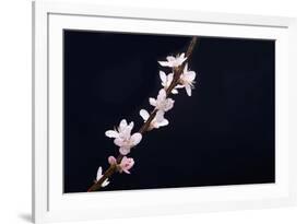 Cherry Blossom Sakura Isolated Black Background-crystalfoto-Framed Photographic Print