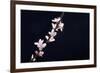 Cherry Blossom Sakura Isolated Black Background-crystalfoto-Framed Photographic Print