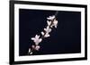 Cherry Blossom Sakura Isolated Black Background-crystalfoto-Framed Photographic Print