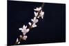 Cherry Blossom Sakura Isolated Black Background-crystalfoto-Mounted Photographic Print
