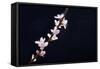 Cherry Blossom Sakura Isolated Black Background-crystalfoto-Framed Stretched Canvas